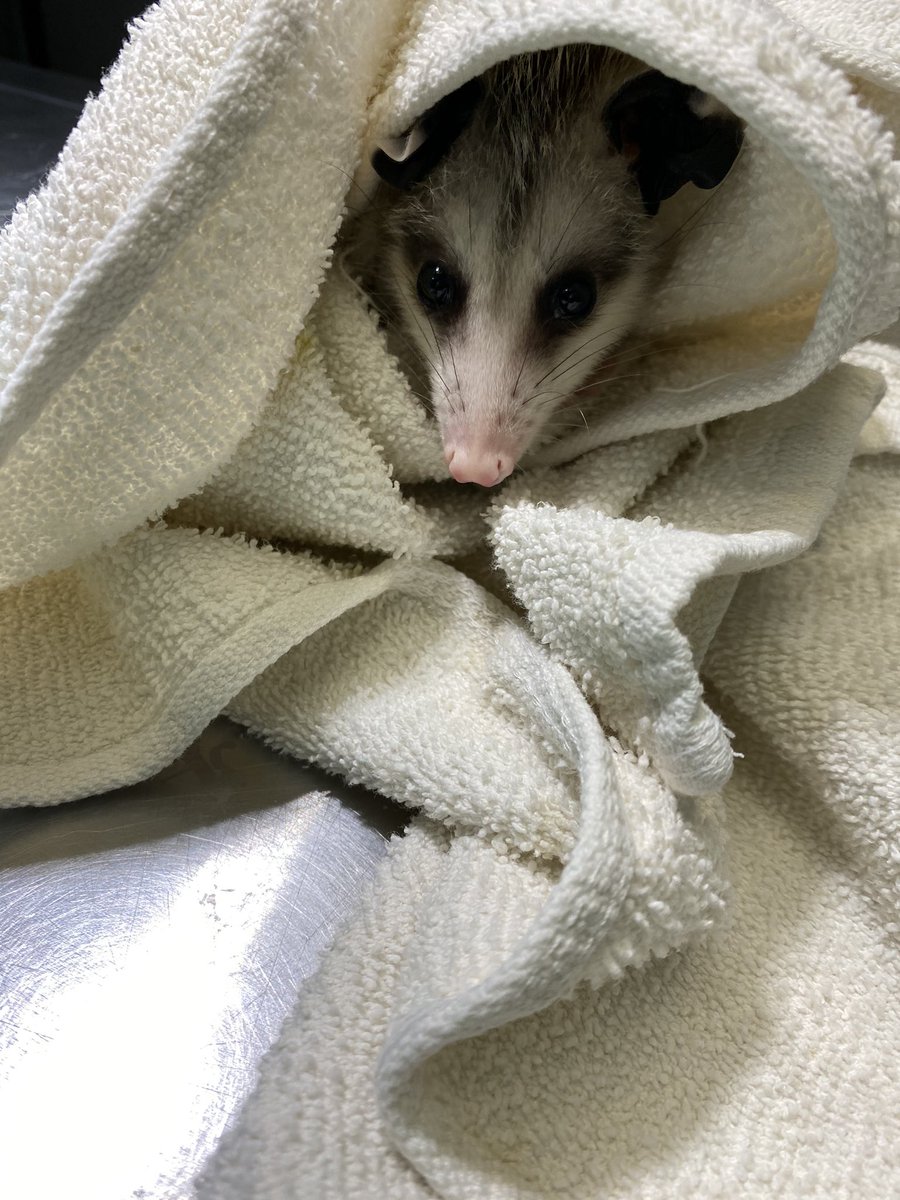 Extra small opossum